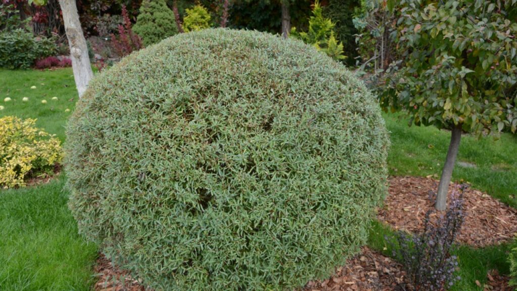 Kugelweide (Salix purpurea ‘Nana’)