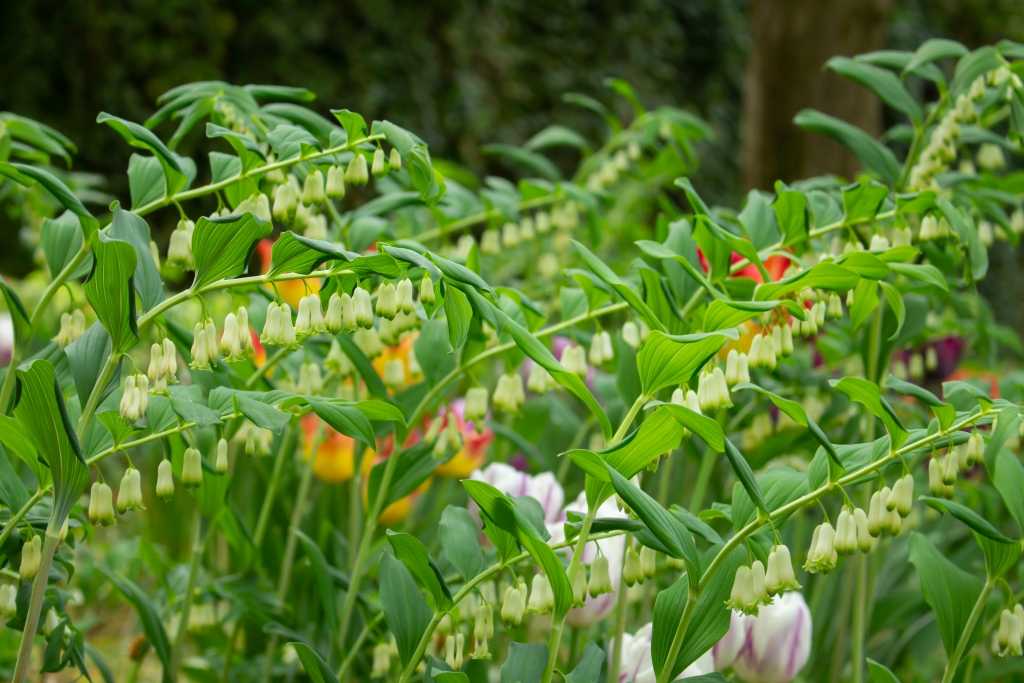 Bogige Triebe eines Salomonssiegels mit weißen Blüten