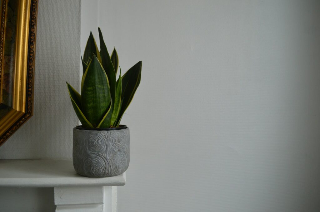 Sansevieria