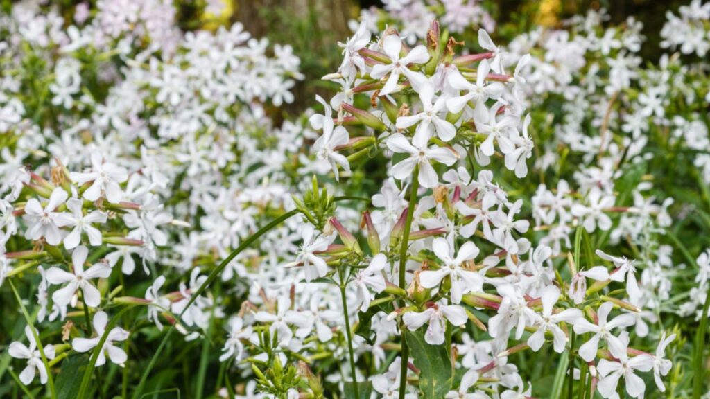 Gemeines Seifenkraut (Saponaria officinalis)