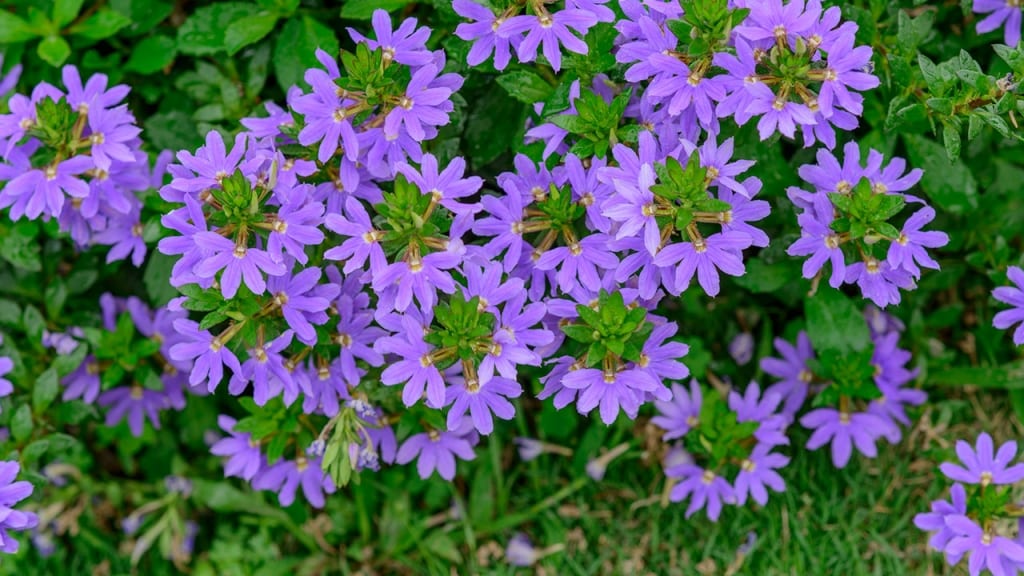 Blaue Fächerblumen