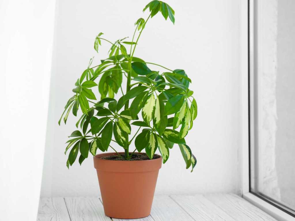 Schefflera