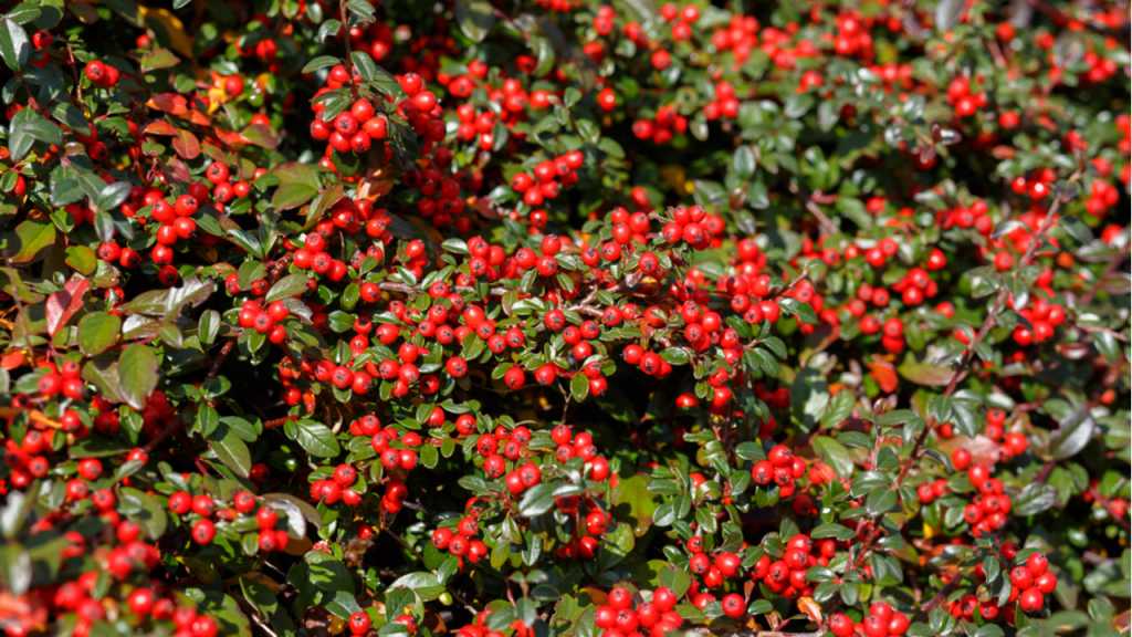 Zahlreiche rote Scheinbeeren an einem Strauch