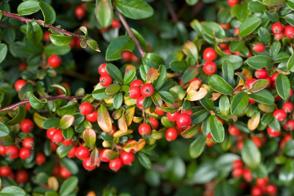 Rote Beeren zwischen glänzenden grünen Blättern