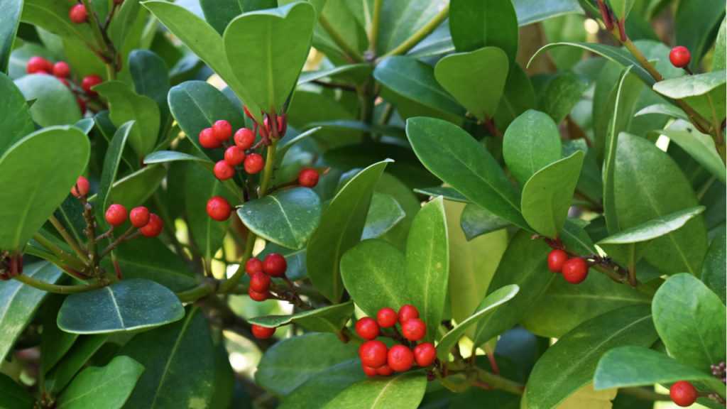 Nahaufnahme der Blätter und Frucht der Scheinbeere