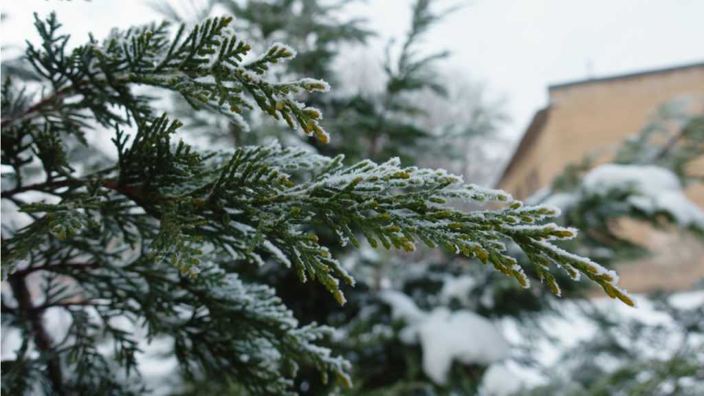 Äste der Scheinzypresse auf welchen Schnee liegt