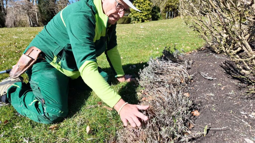 Schiefe Lavendelpflanze beim Lavendel Schneiden richtig in Form bringen