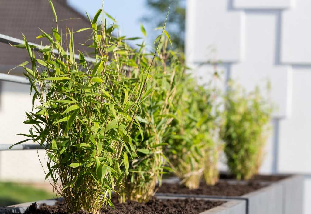 Schirmbambus als lockere Hecke vor einem Haus