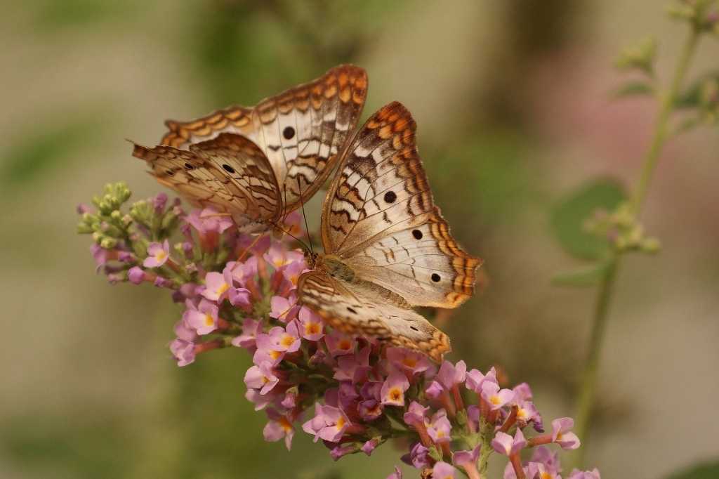 Schmetterlinge