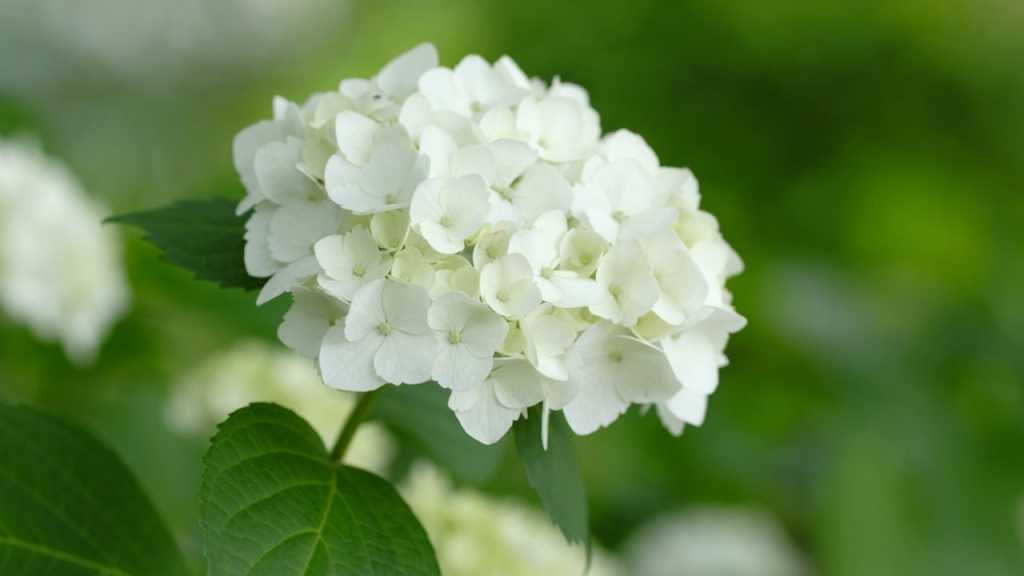 Schneeballhortensie