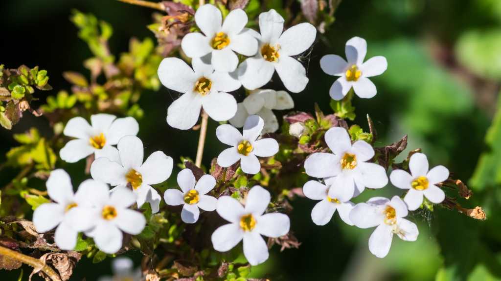 Schneeflockenblume