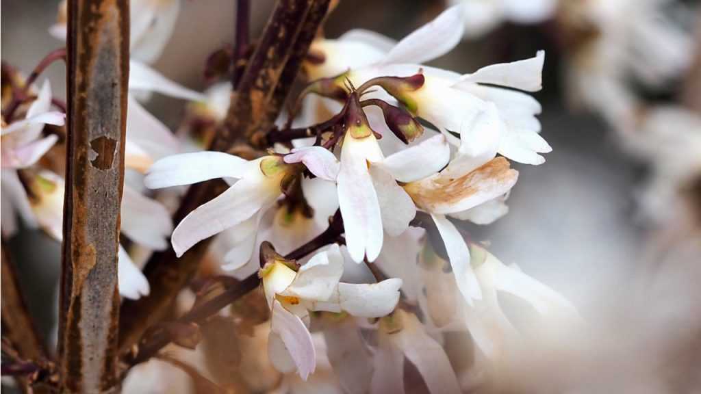 Blüte der Schneeforsythie