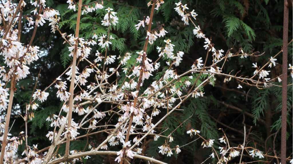 Weiße Forsythie im Freien.