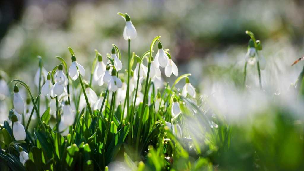 Mehrere weiße Schneeglöckchen im Sonnenlicht