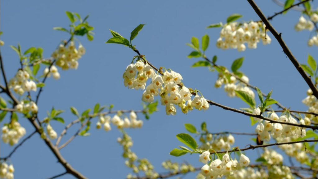 Weiße Glockenblüten eines Schneeglöckchenbaums