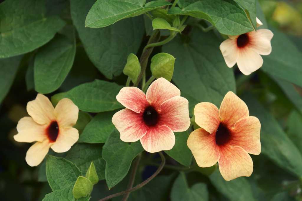 Blüten der Schwarzäugigen Susanne