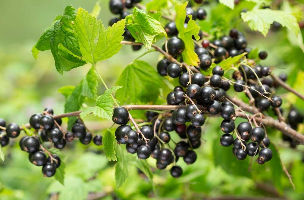 Schwarze Johannisbeeren an einem Strauch