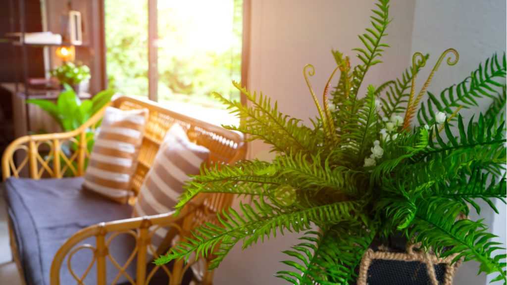 Nephrolepis exaltata in der Wohnung.