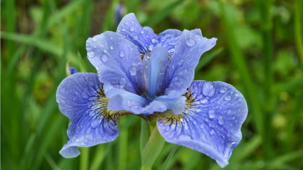 Blüte der Schwertlilie 