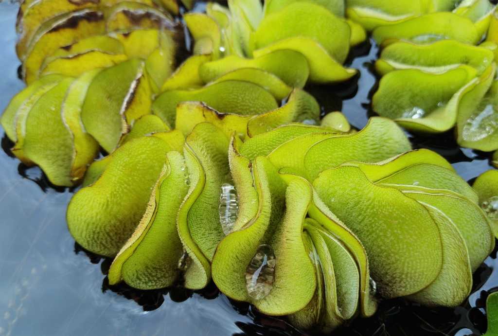 Schwimmfarn