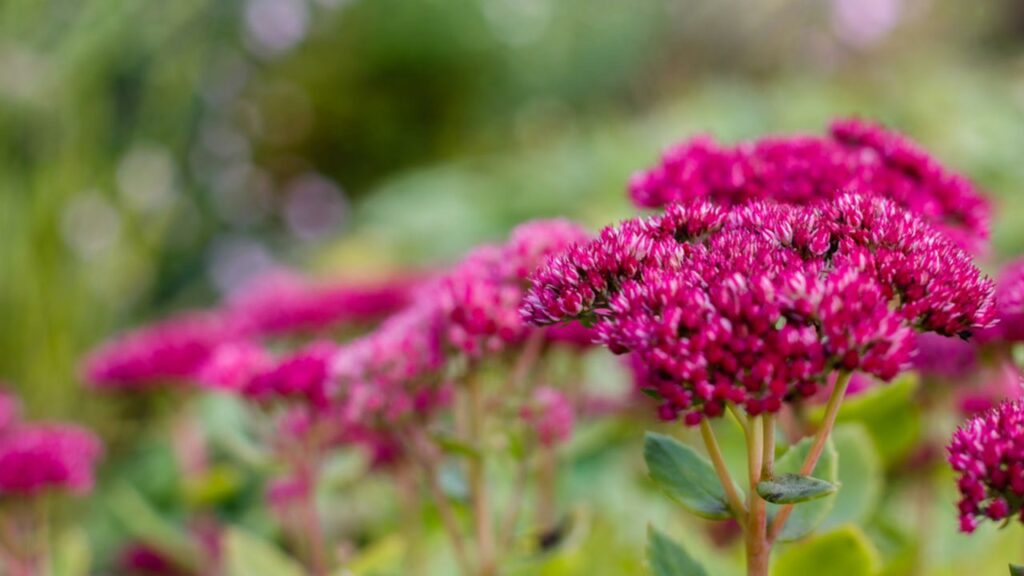 Sedum Telephium 'Purpur'