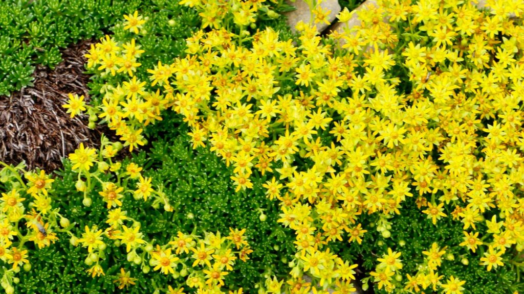 Scharfer Mauerpfeffer (Sedum acre)