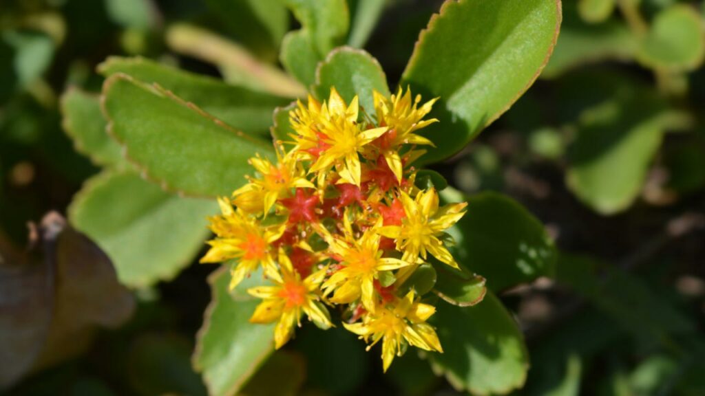 Sedum floriferum