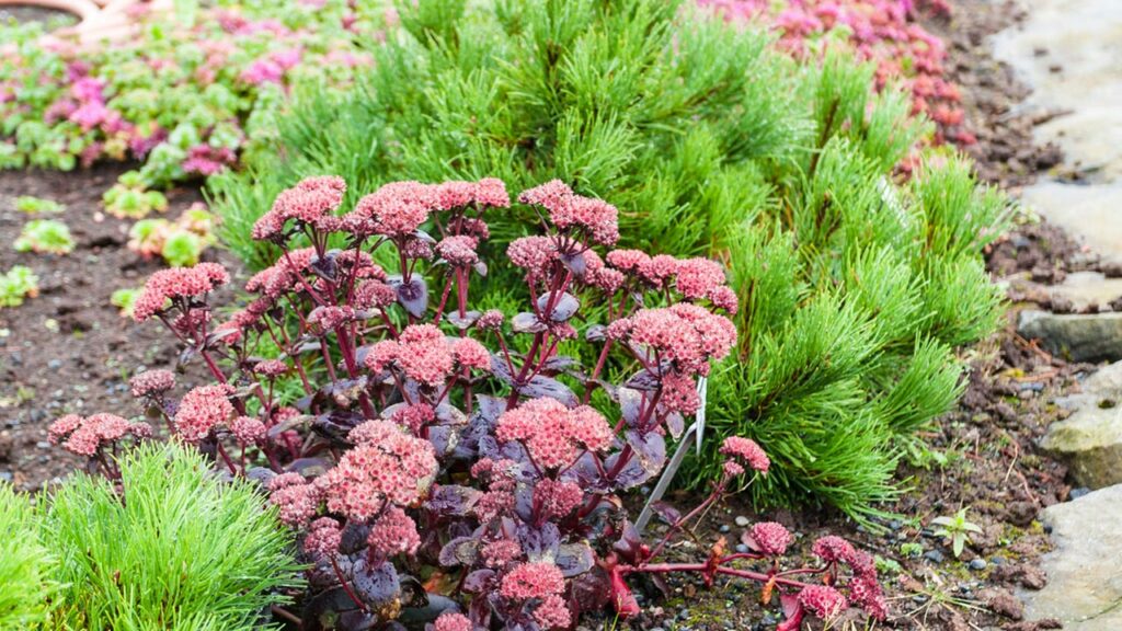 Sedum maximum 'Mohrchen'