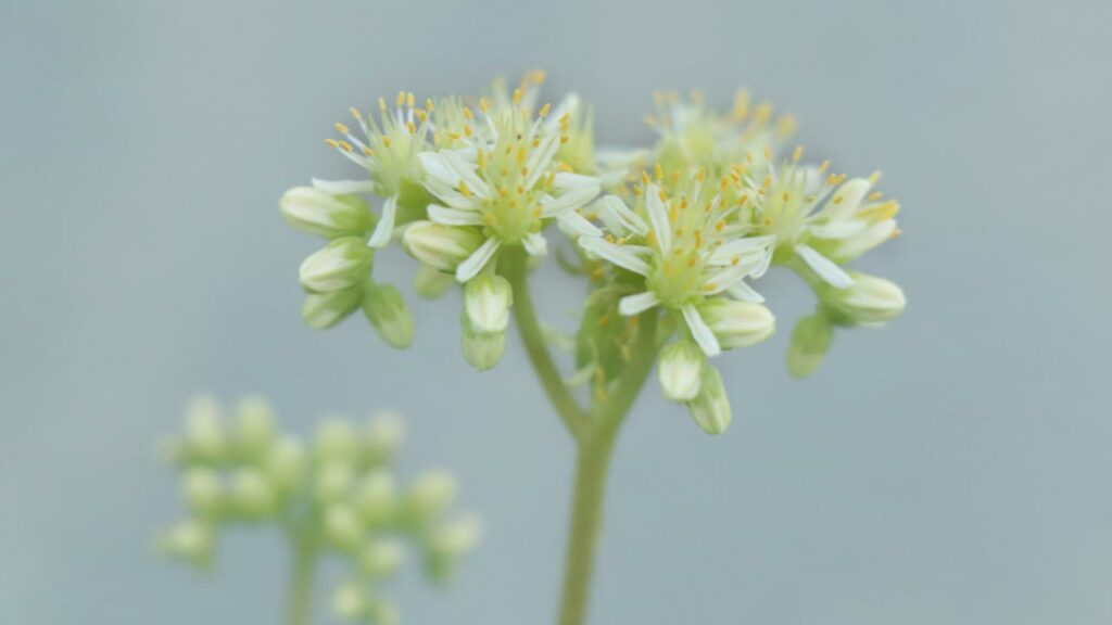 Sedum sediforme