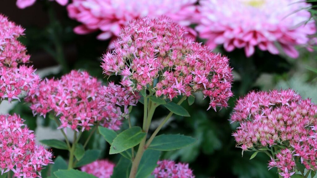 Sedum spectabile 'Rosenteller'