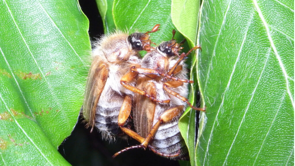 Zwei Gerippte Brachkäfer auf grünen Blättern