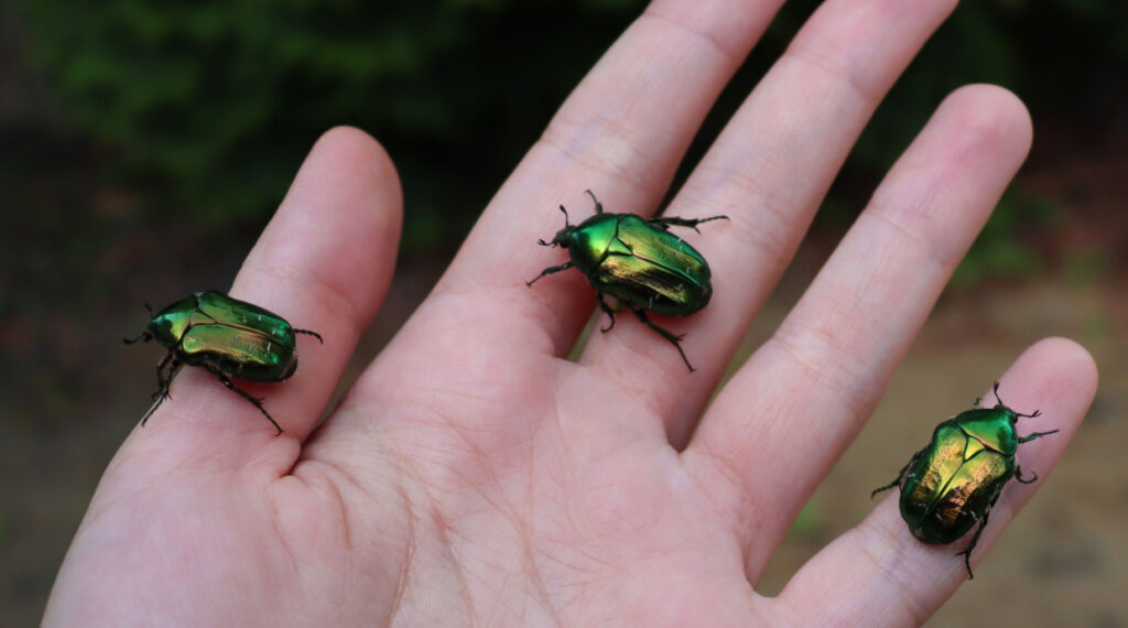 Drei grün schimmernde Rosenkäfer auf einer Hand
