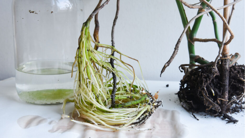 Freigelegte Monstera-Wurzeln neben einem Wassergefäß
