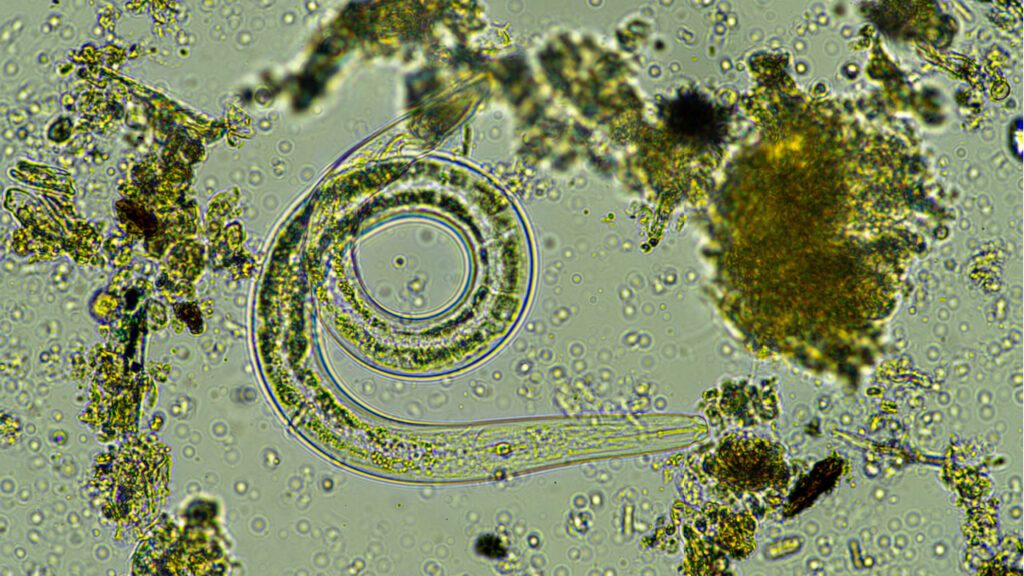 Mikroskopaufnahme eines Nematoden