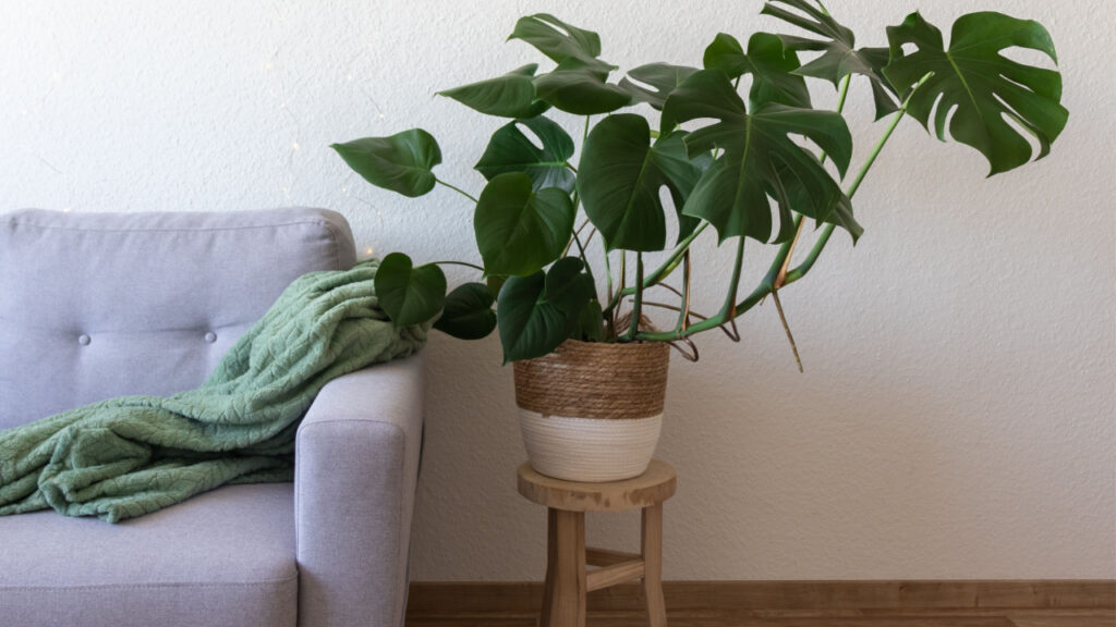 Monstera mit sichtbaren Luftwurzeln im Topf neben einem Sessel