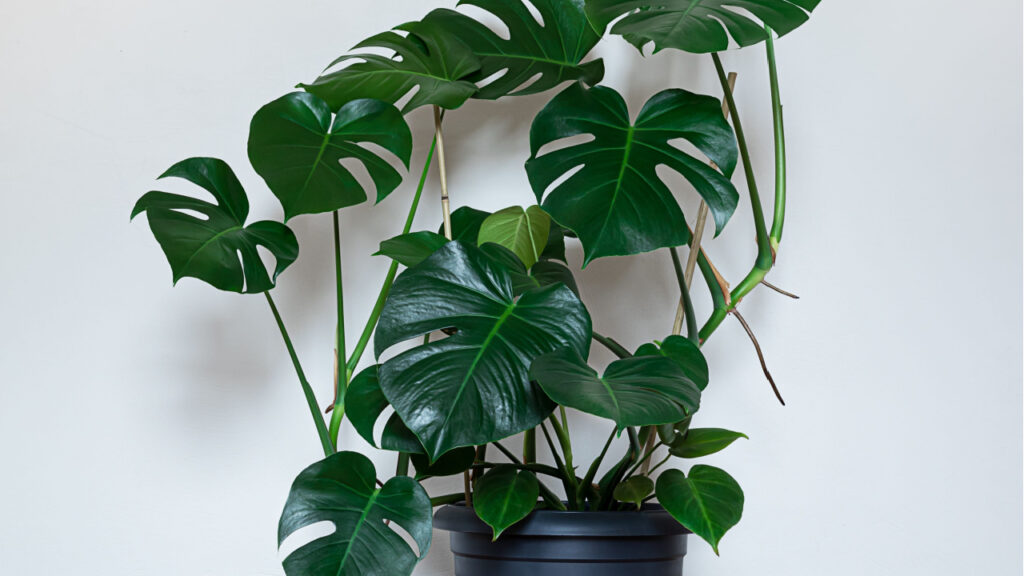 Monstera im Topf mit mehreren seitlich wachsenden Luftwurzeln