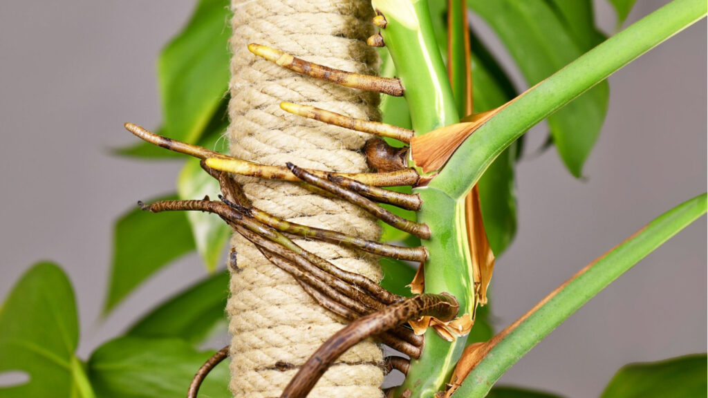 Luftwurzeln einer Monstera umschlingen eine Rankhilfe