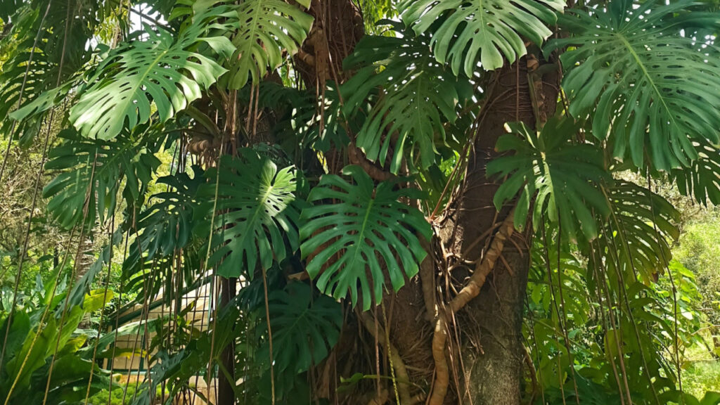 Große Monstera klettert mit langen Luftwurzeln an einem Baumstamm