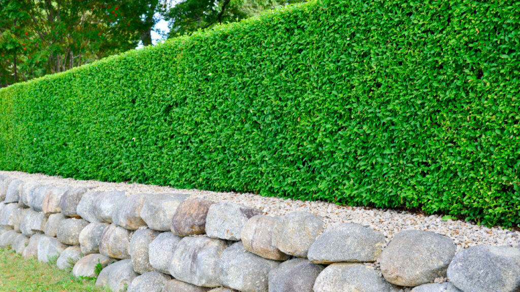 Geschnittene Buchsbaumhecke auf einer Natursteinmauer