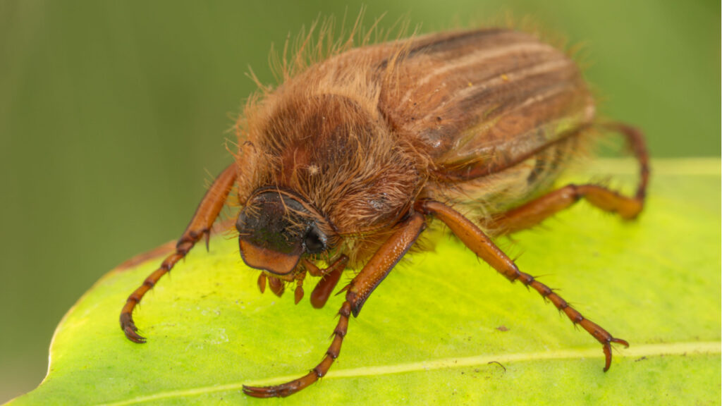 Junikäfer auf einem grünen Blatt