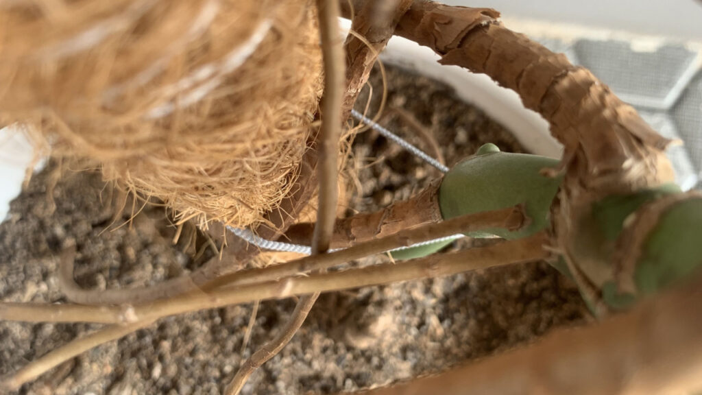 Braune Monstera-Luftwurzel wächst am Stamm bis in die Topferde