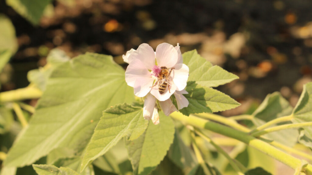Honigbiene auf einer hellrosa Eibischblüte