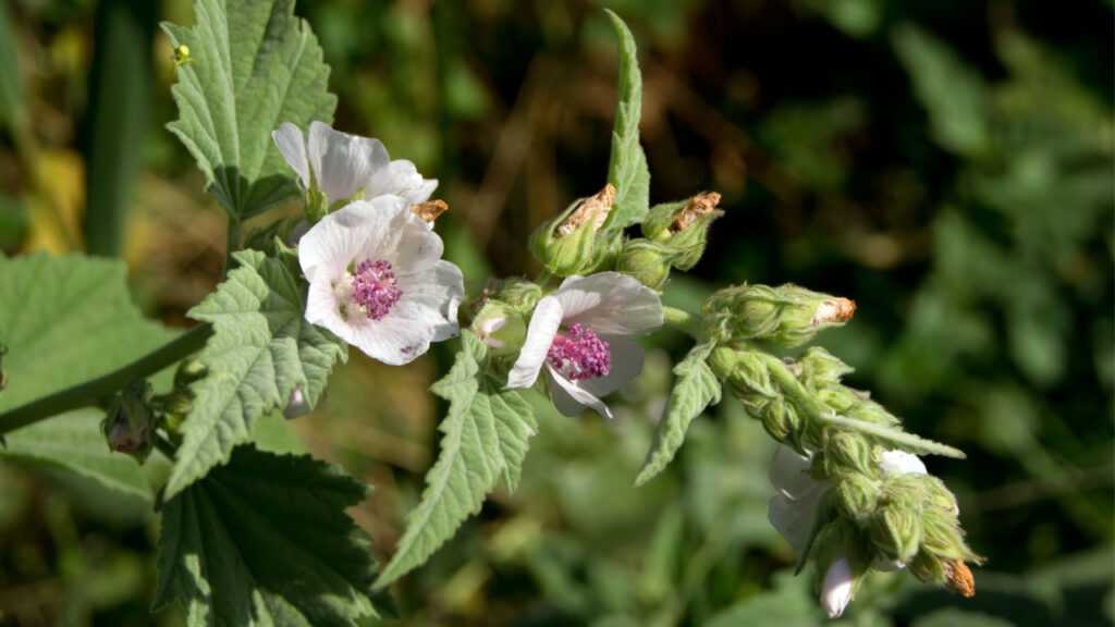Echter Eibisch mit weißen Blüten und grünen Blättern