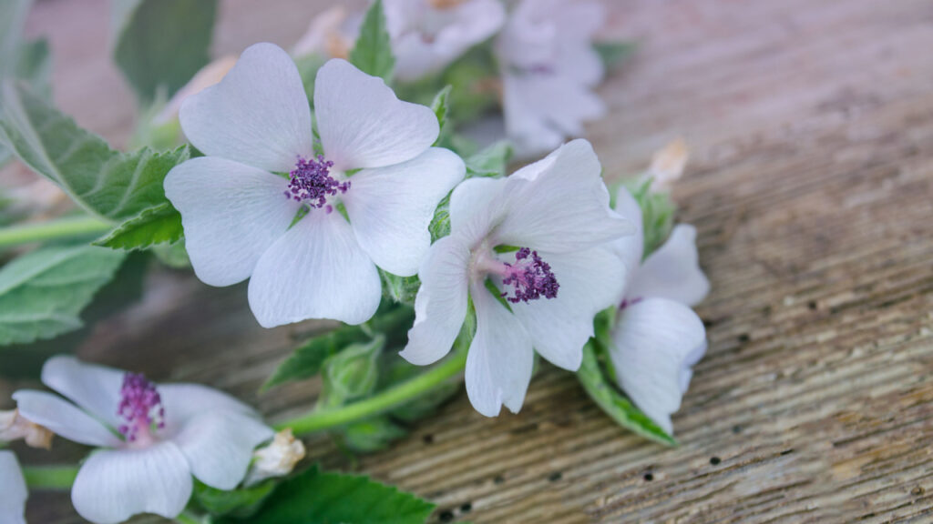 Weiße Blüten des Echten Eibisch auf einer Holzoberfläche