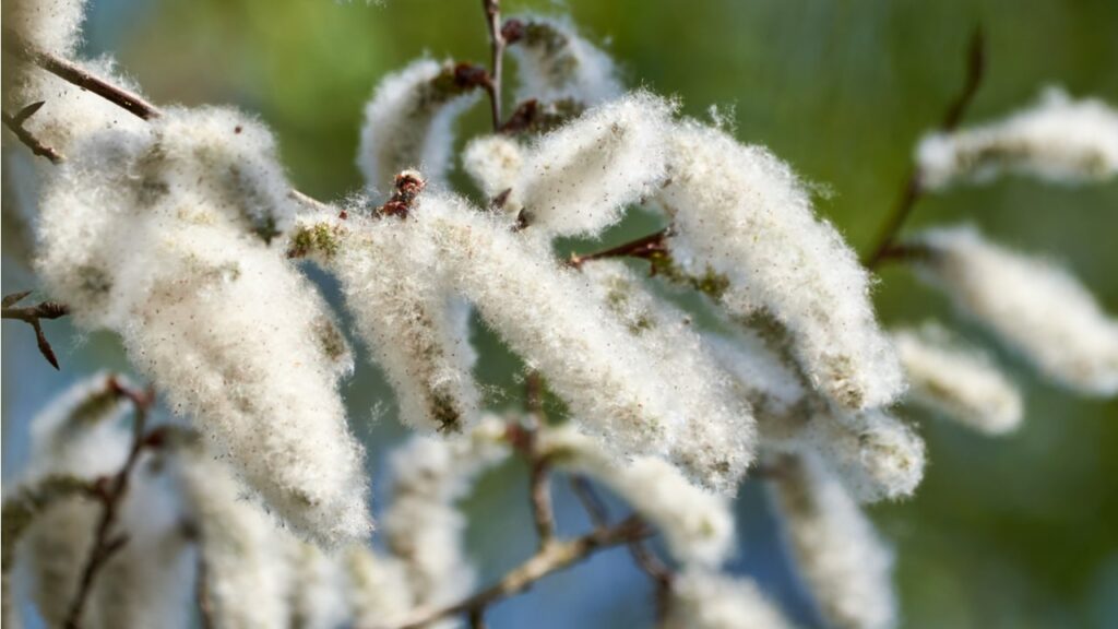 Weiße wollige Fruchtstände einer Silber-Pappel