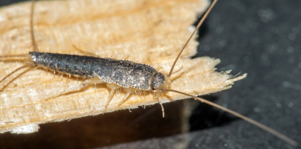 Silberfische bekämpfen: Das sind unsere Tipps.