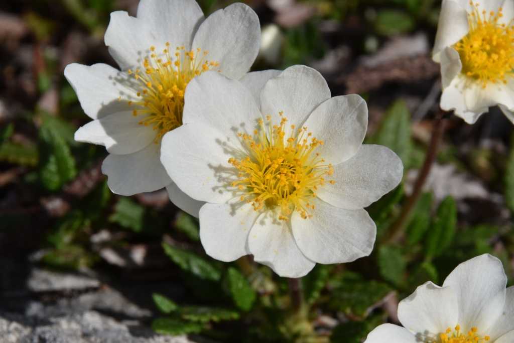 Weiße Blüten der Silberwurz mit gelber Mitte