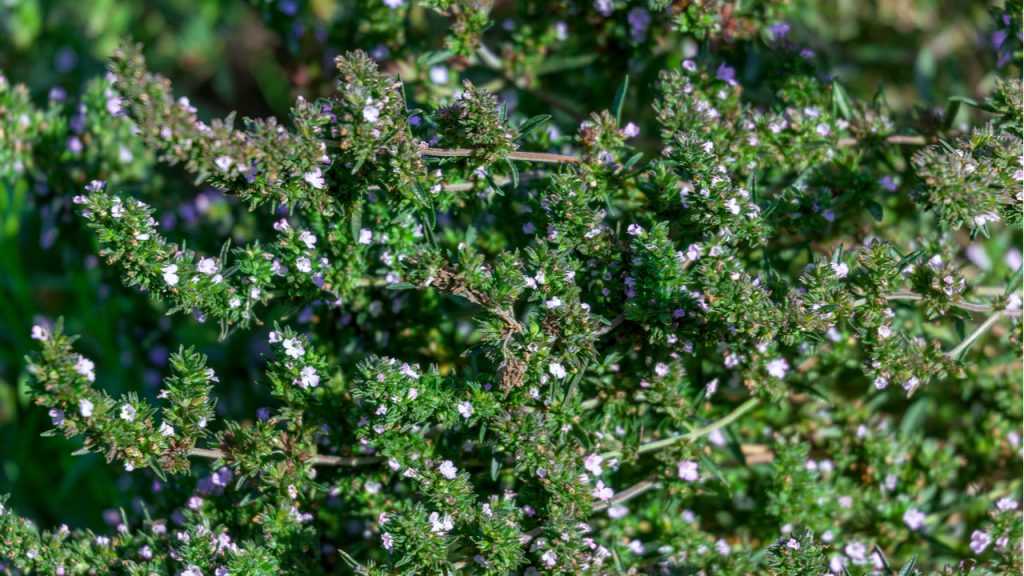 Sommerbohnenkraut im Freien.