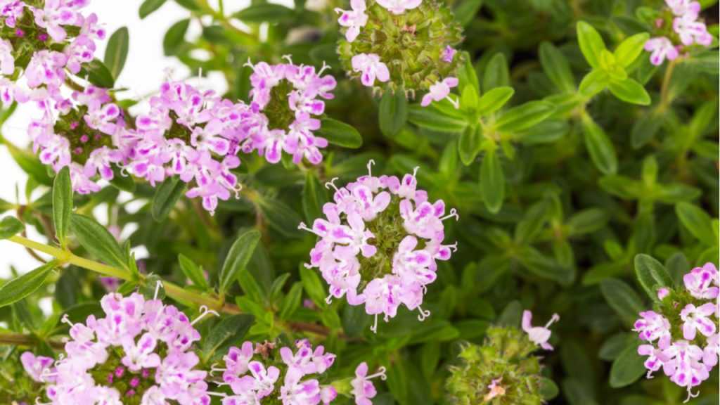 Sommerbohnenkraut im Freien.