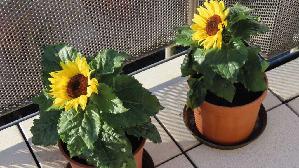 Zwei Sonnenblumen in Töpfen auf einem Balkon